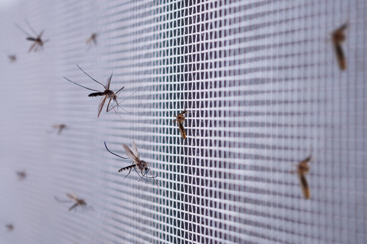 Mosquiteras