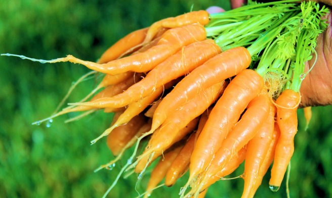 huerto-urbano-zanahorias
