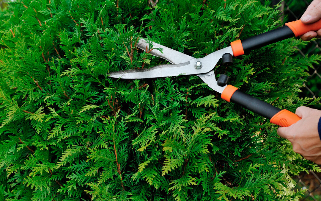 Todas las herramientas que necesitas para podar tu jardín
